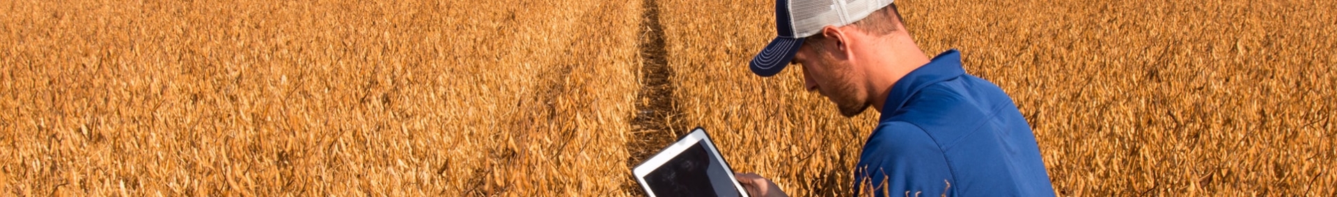 Soybean field with farmer on tablet