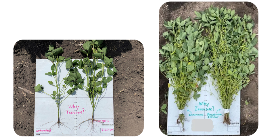 Preside Ultra