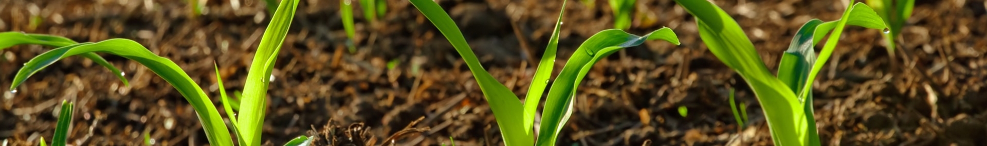 Row of plants