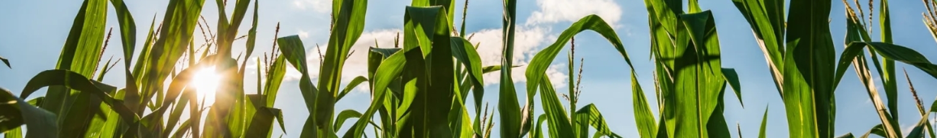 corn field