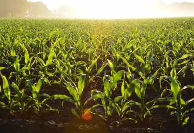 Corn field