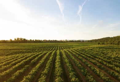 planted crop rows with blue sky