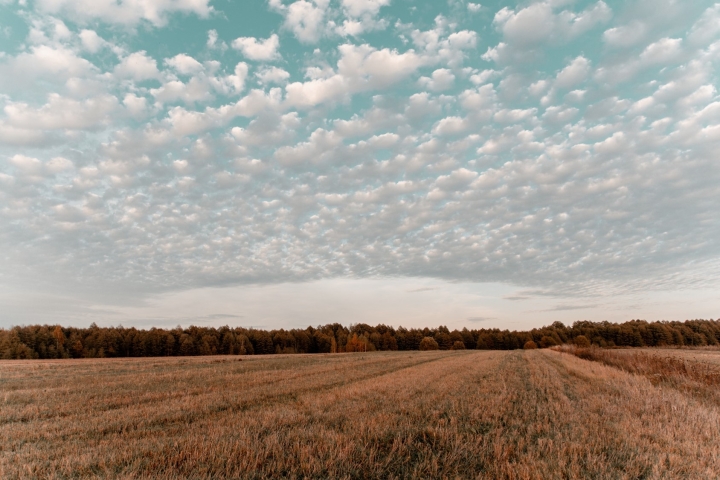 Agricultural Land