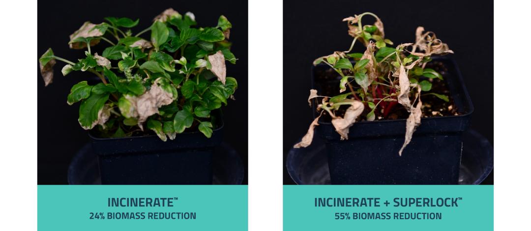 SuperLock™ adjuvant enhanced weed control of smooth pigweed versus Incinerate™ herbicide alone. (Photo Credit: WinField United)