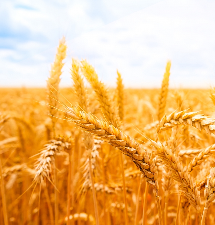 Atticus Wheat