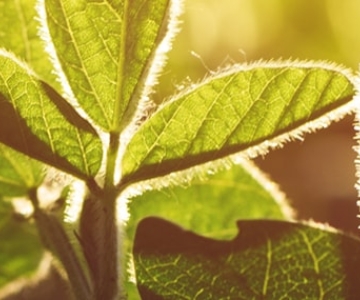 Ag Retailers Association - Soybeans in the field