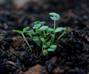 Soil
