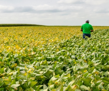 soybean field