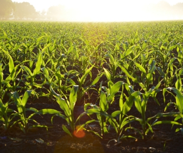 Corn field