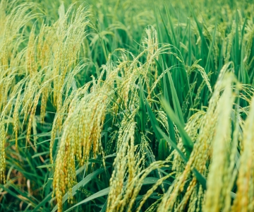 Rice Plains
