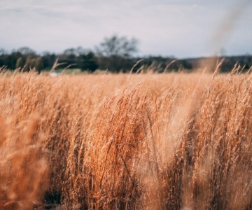 Wheat Field