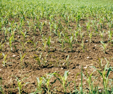 Corn in the beginning of growth in a field