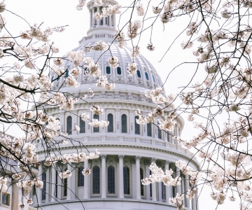 View of US Capitol Building through cherry blossom tree