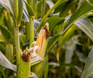 Corn stalk with visible ears of corn