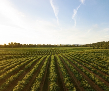 planted crop rows with blue sky