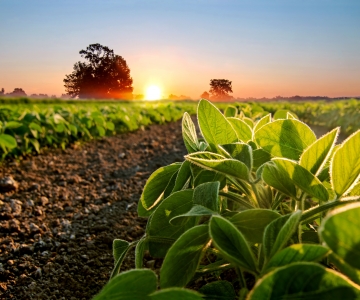 Field sunrise