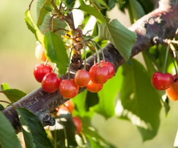 chlorpyrifos PID