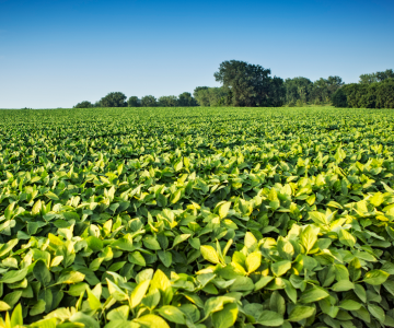 BASF Soybean Field