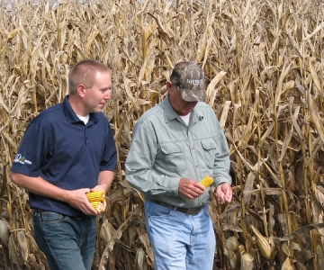 Corn field, agronomist