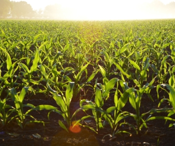 field