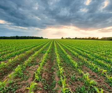 crops