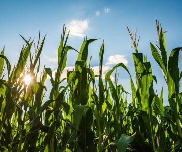 corn field