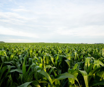 How to Optimize On-Farm Logistics and Implement Best Agronomic Practices to Simplify Nitrogen Management