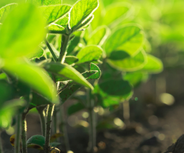Soybeans
