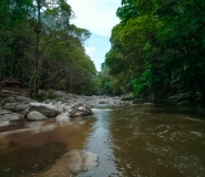 Water Stream Beside Trees