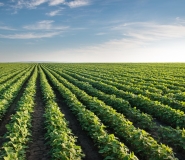 Row crop