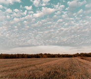 Agricultural Land