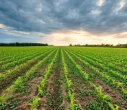 crops