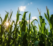 corn field