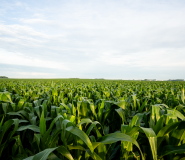 How to Optimize On-Farm Logistics and Implement Best Agronomic Practices to Simplify Nitrogen Management 