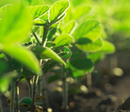Soybeans