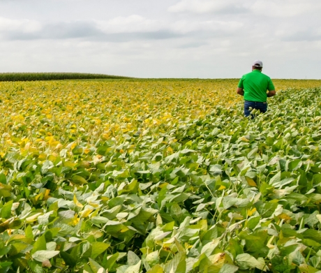 soybean field