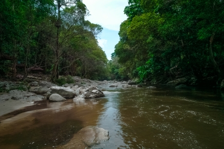 Water Stream Beside Trees