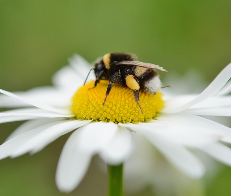 BeSure! Pollinator