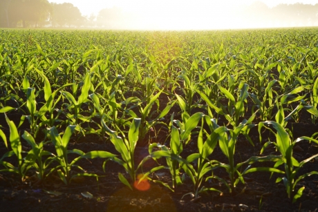 Corn field