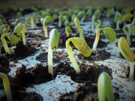 Growing Soy Bean Plants