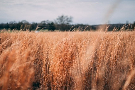 Wheat Field