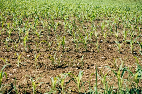 Corn in the beginning of growth in a field
