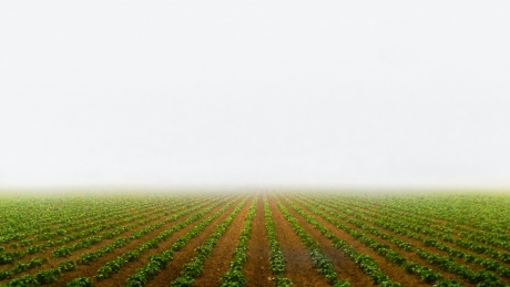 perspective view of a planted field with rows disappearing in the distance