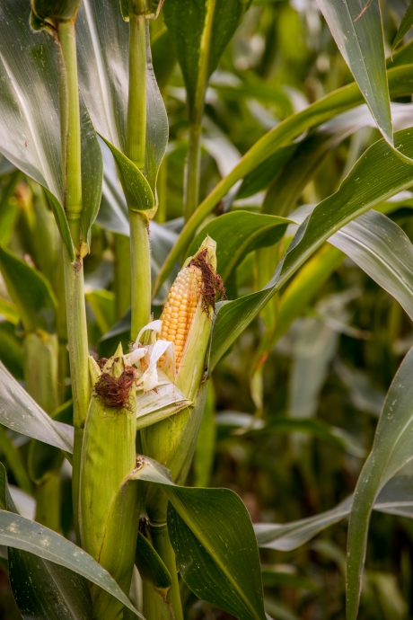 Corn stalk with visible ears of corn