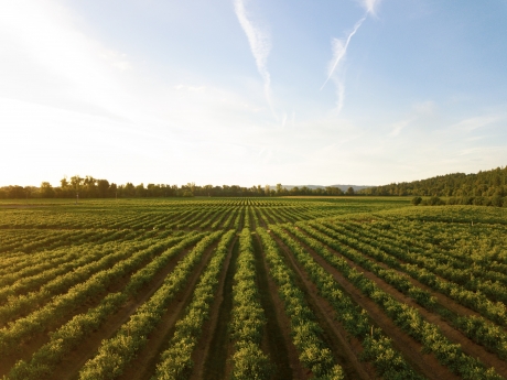 planted crop rows with blue sky