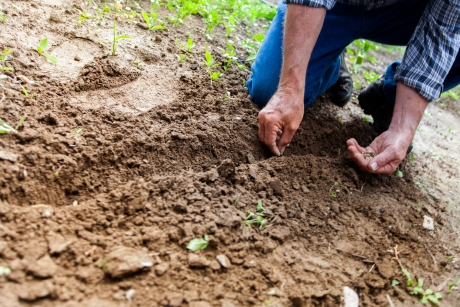 A person in blue jeans and plaid shirt plants seeds into the ground