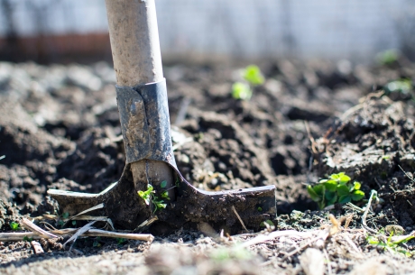 A shovel digging in dirt with sporadic small green plants growing