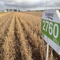 BASF Credenz Soybean Field