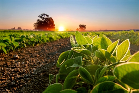 Field sunrise