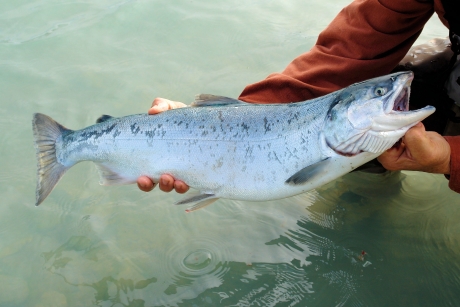 bioengineered salmon